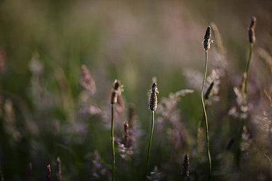 《行会：欧罗巴1410》公布 延续经典系列前作脉络